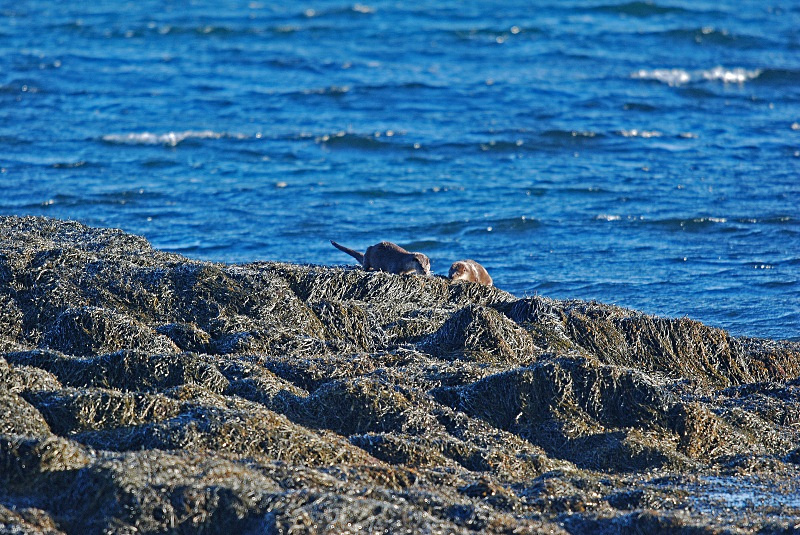 Otters - Otters