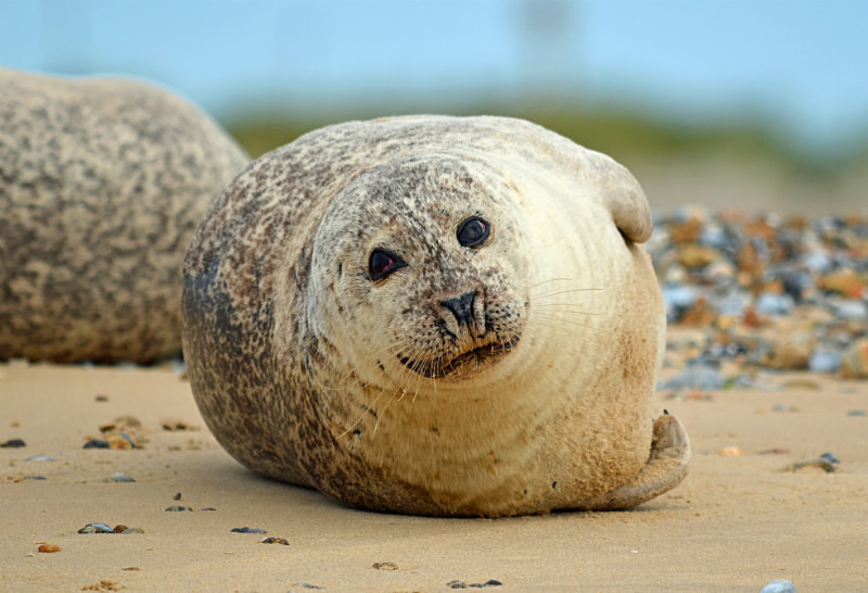 Common Seal - Common Seals