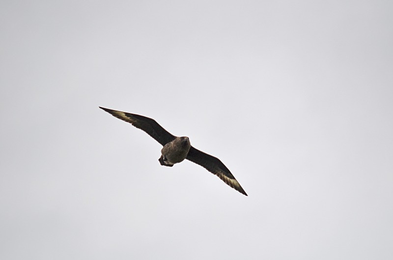 Great Skua - Skuas and shearwaters