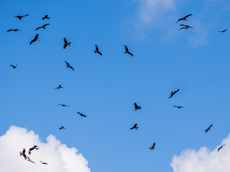 Red Kite - Latest photos
