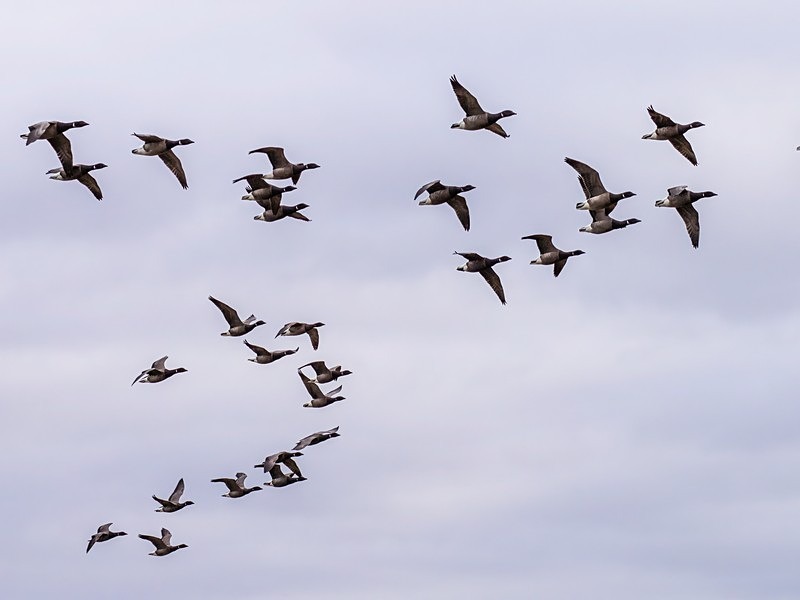 Dark-bellied Brent Geese - Black geese