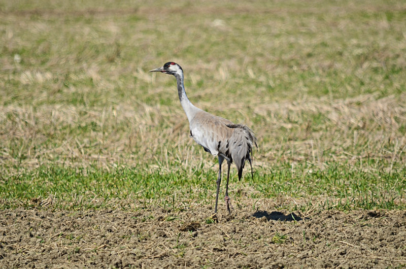 Common Crane - Estonia