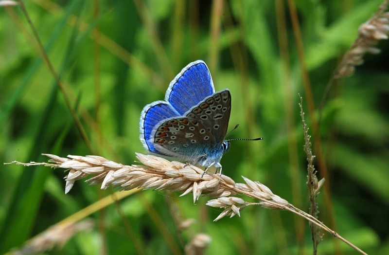Common Blue - Butterflies