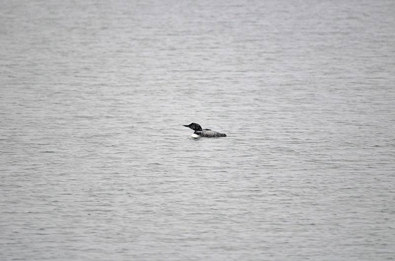 Great Northern Diver - North east Iceland