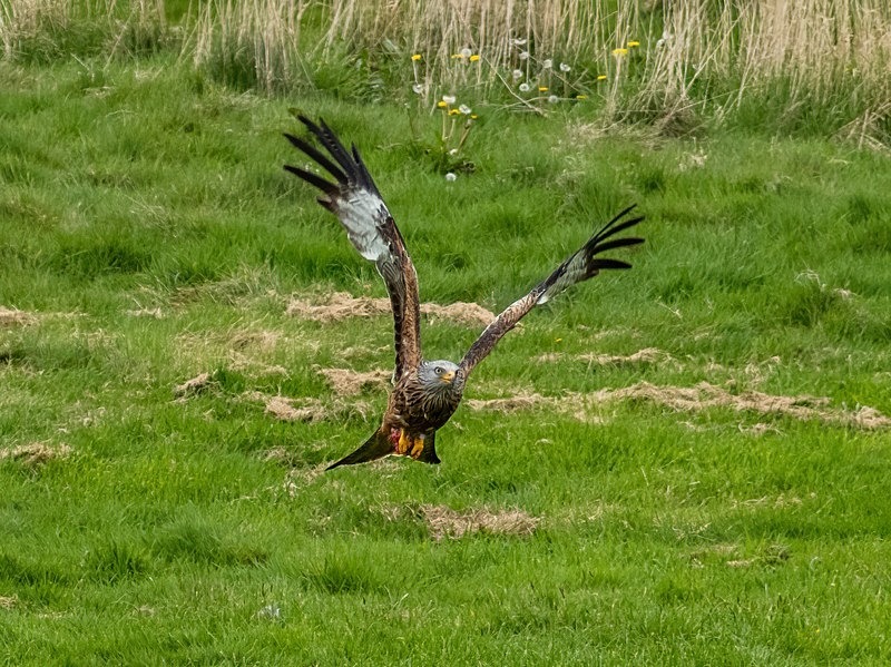Red Kite - Birds of prey