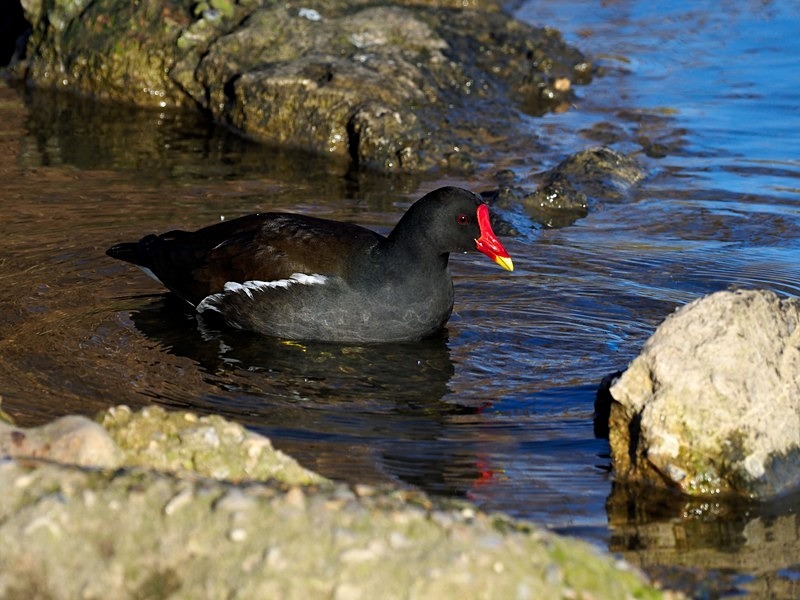 Moorhen - Crakes and rails