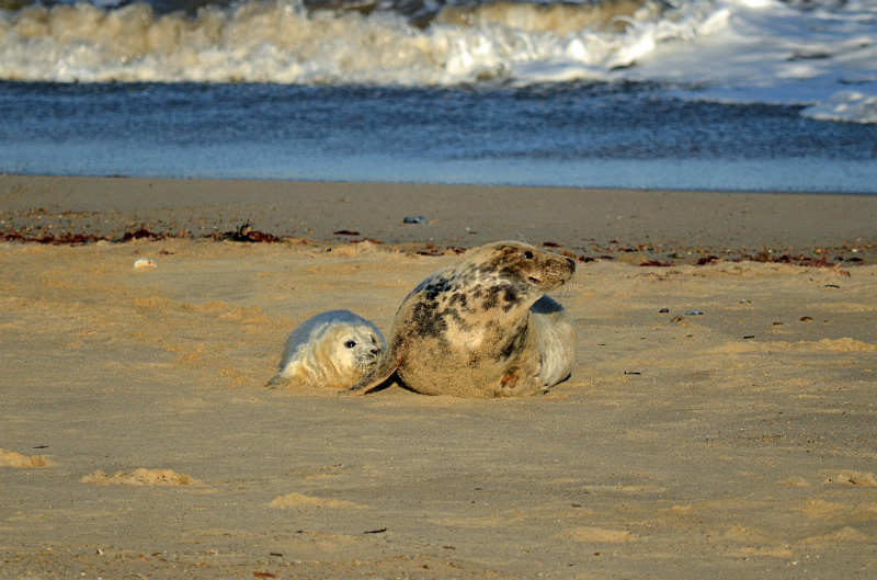 Atlantic Grey Seal - Atlantic Grey Seals
