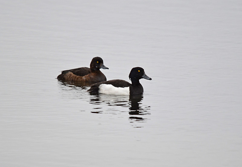 Tufted Ducks - North east Iceland