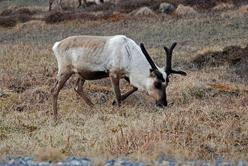 Reindeer - North Finland and north Norway - May and June 2009