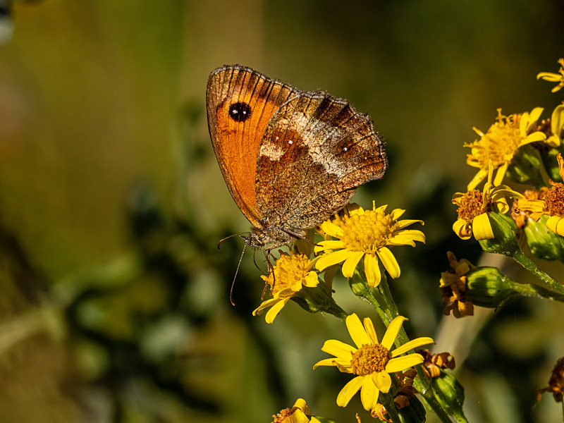 Gatekeeper - Latest photos