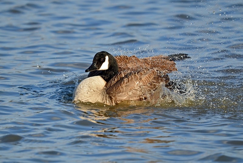 Canada Goose - Black geese