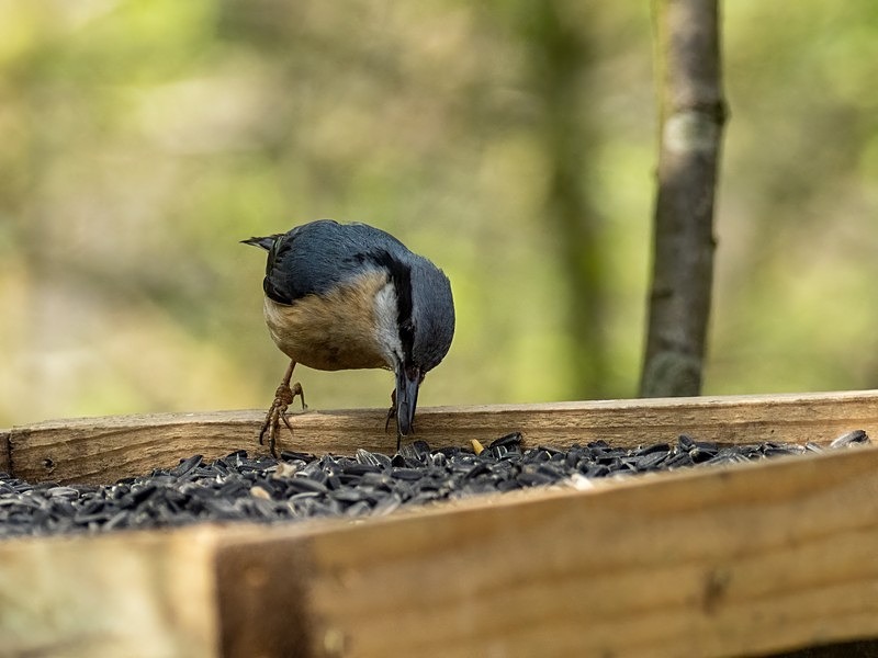 Nuthatch - Nuthatches