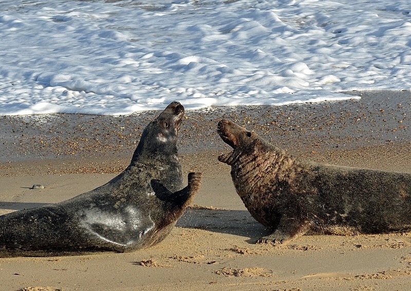 Atlantic Grey Seals - Atlantic Grey Seals
