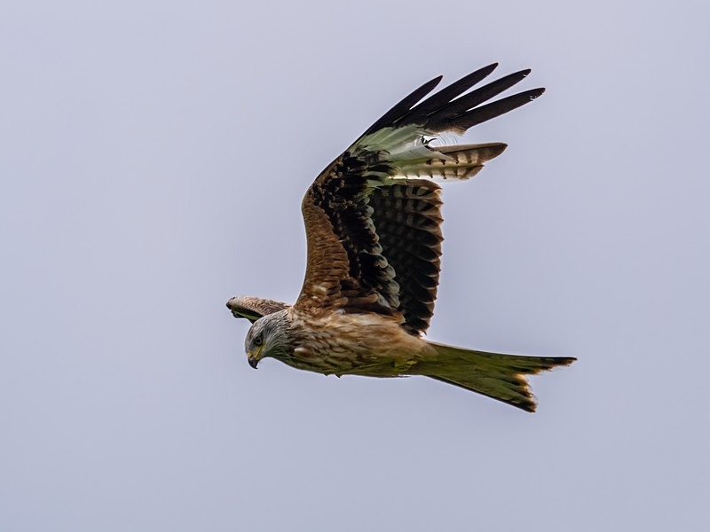 Red Kite - Birds of prey