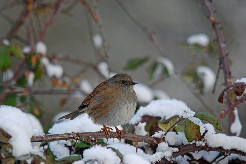 Dunnock - Dunnocks
