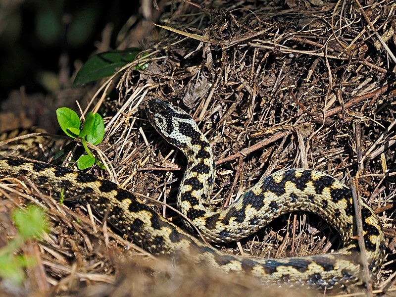 Adder - Snakes