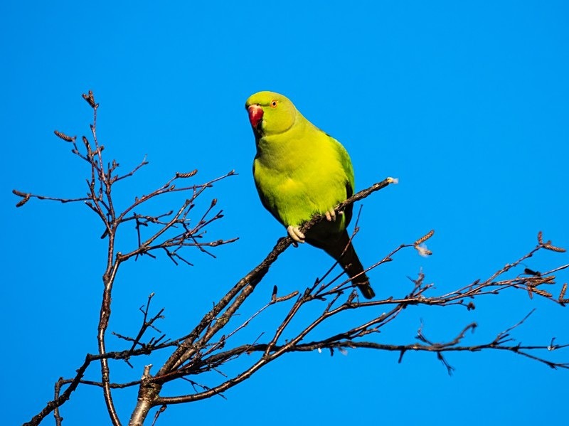Ring-necked Parakeet - Parakeets