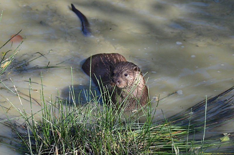 Otter - Otter