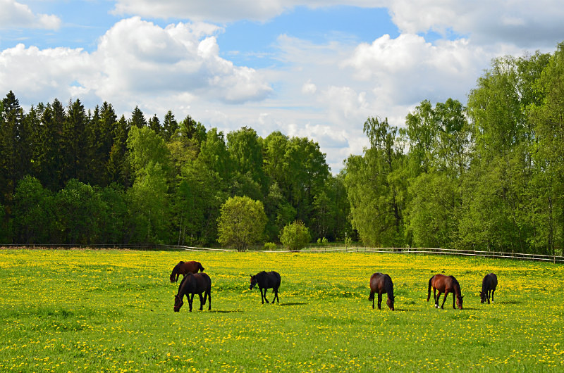 Endla Nature Reserve, Estonia - Estonia
