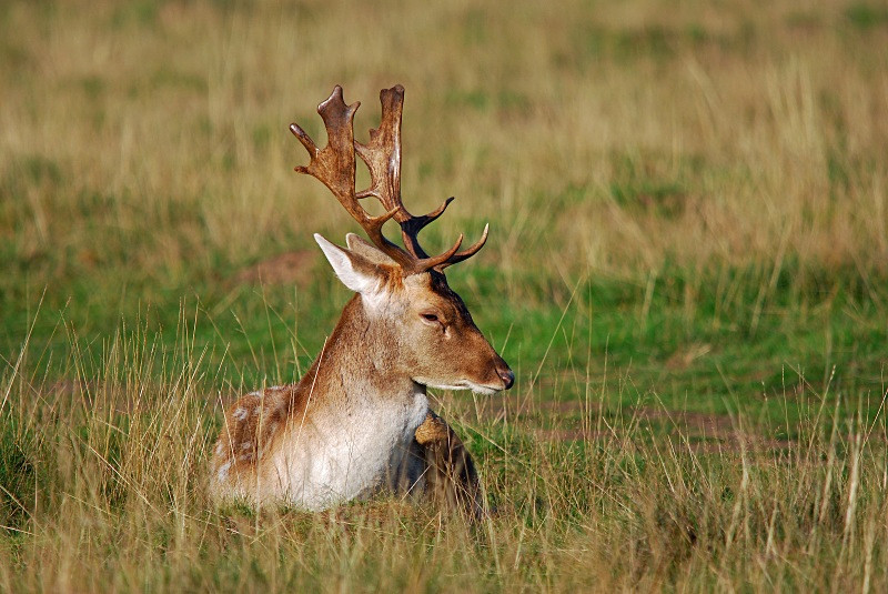 Fallow Deer - Fallow Deer