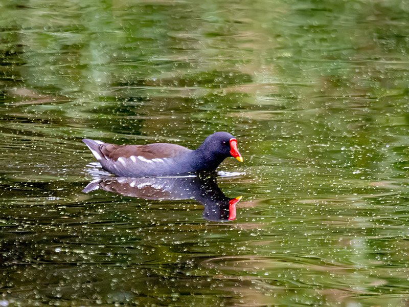 Moorhen - Latest photos