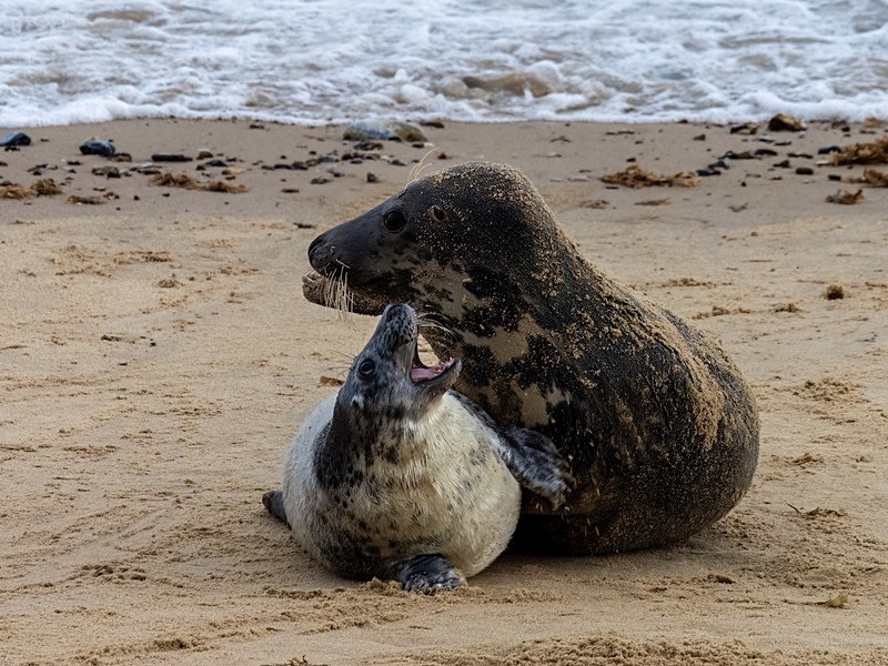 Atlantic Grey Seal - Atlantic Grey Seals