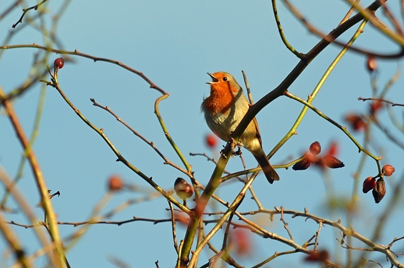 Robin - Robins