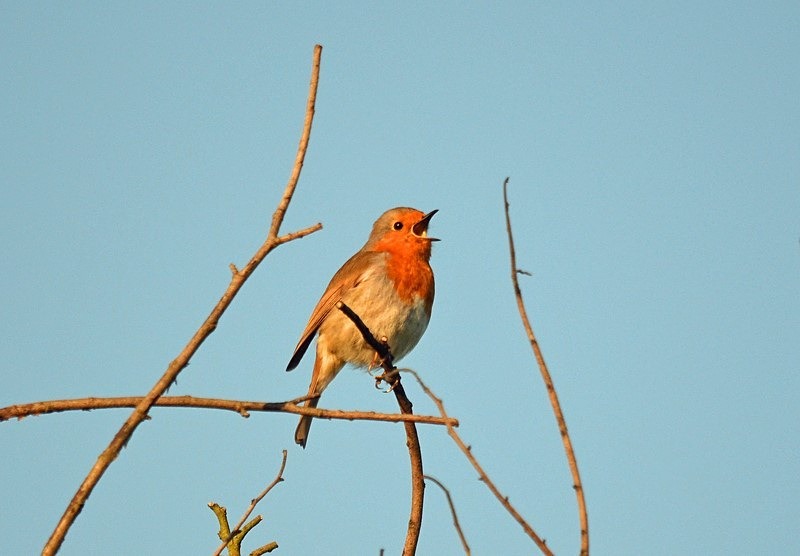 Robin - Robins