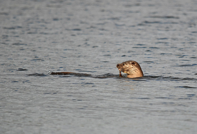 Otter - Otters