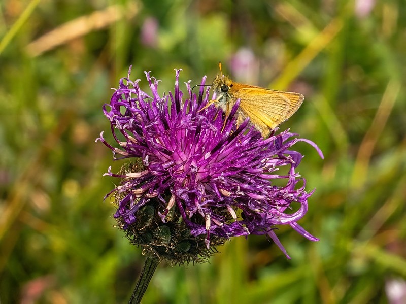 Essex Skipper - Butterflies