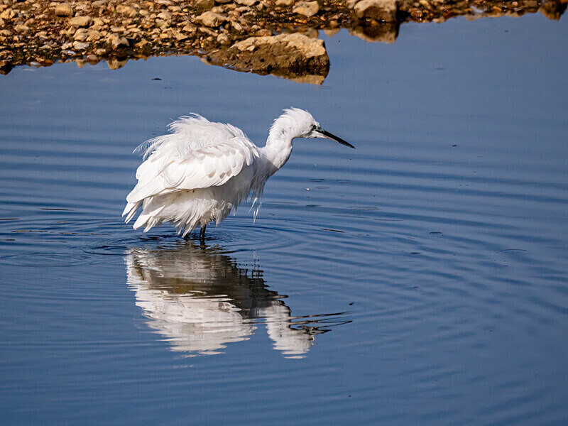Little Egret - Latest photos