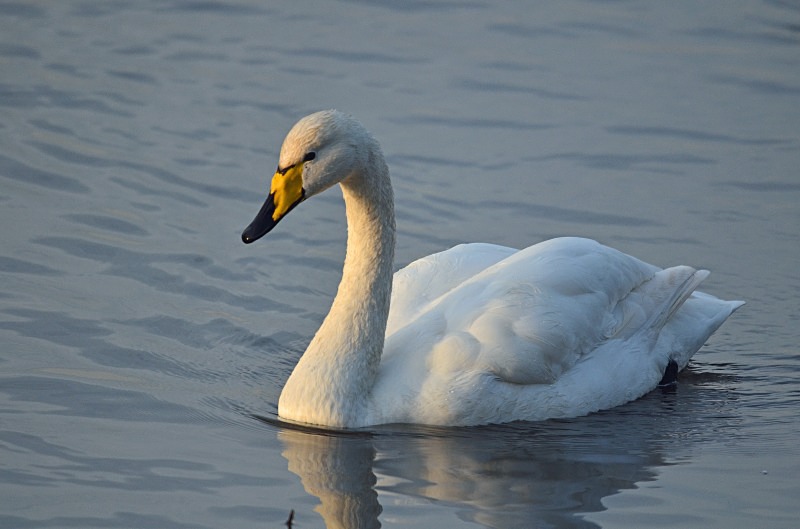 Whooper Swan - Whooper and Bewick's Swans