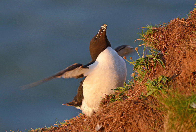 Razorbill - Auks