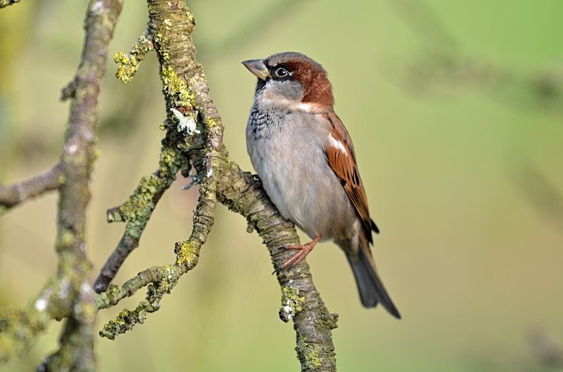 House Sparrow - Sparrows