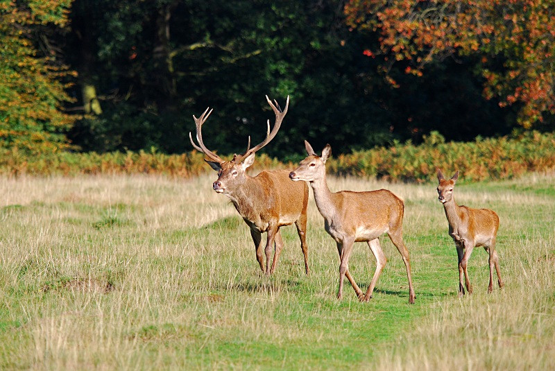 Red Deer - Red Deer