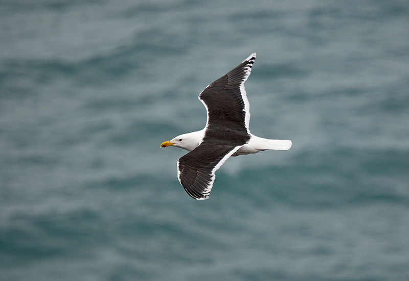 Great Black-backed Gull - North east Iceland