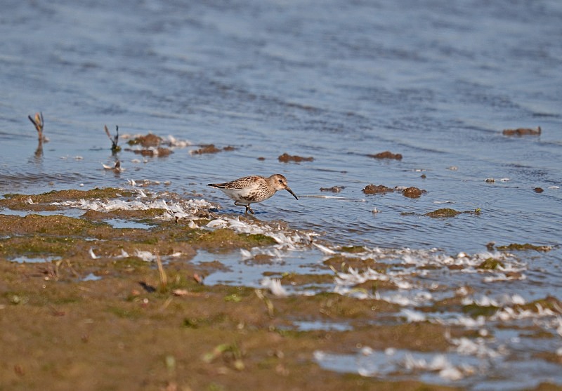 Dunlin - Sandpipers