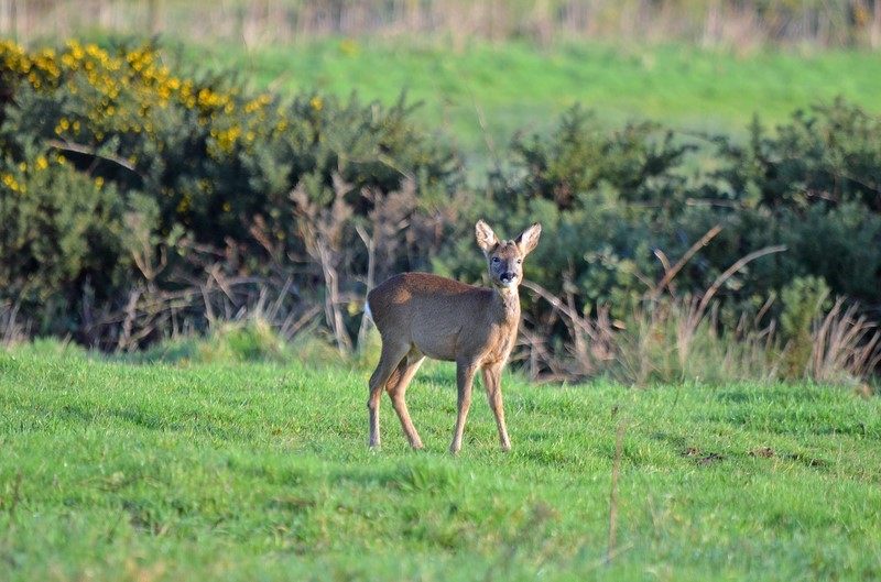 Roe Deer - Roe Deer