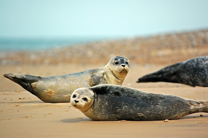 Common Seals - Common Seals