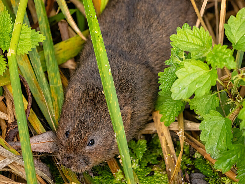 Water Vole - Latest photos