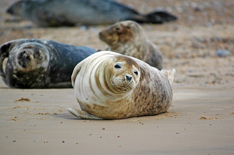 Common Seals - Common Seals