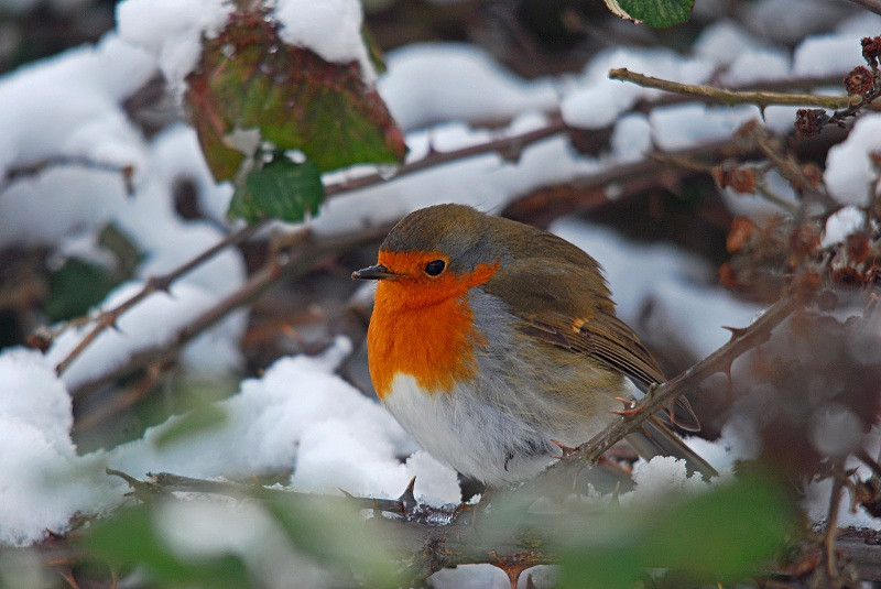 Robin - Robins