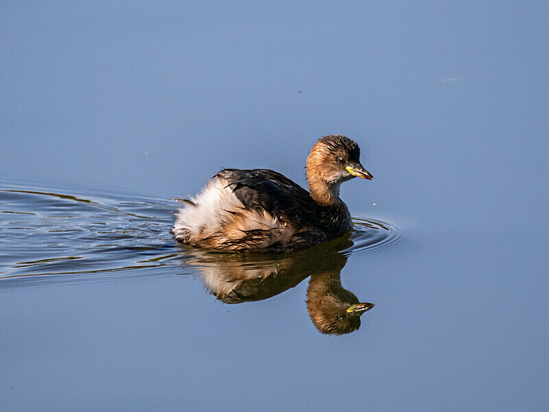 Little Grebe - Latest photos