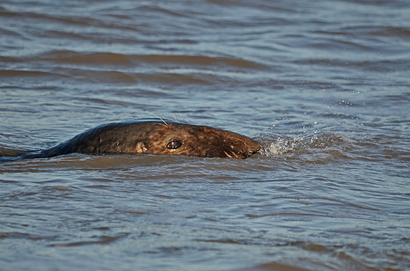 Atlantic Grey Seal - Atlantic Grey Seals