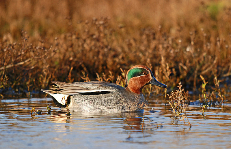 Teal - Dabbling ducks