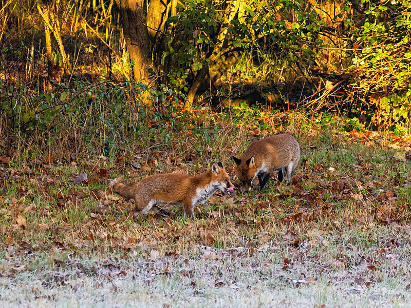 Red Foxes - Latest photos