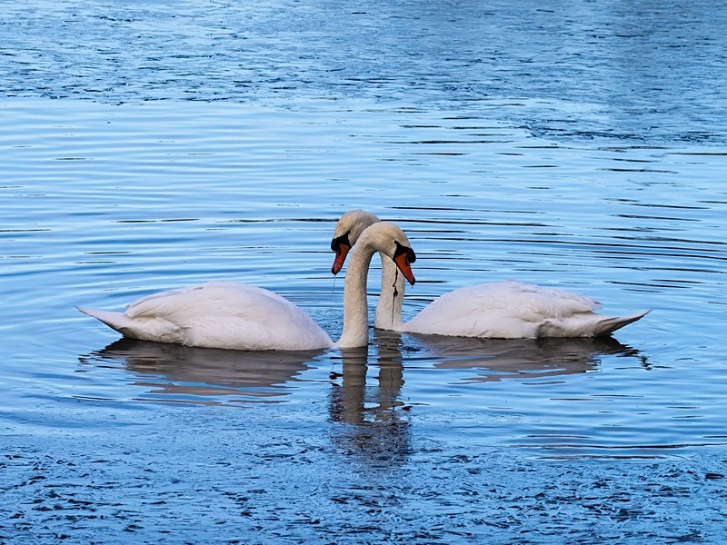 Mute Swans - Mute Swans