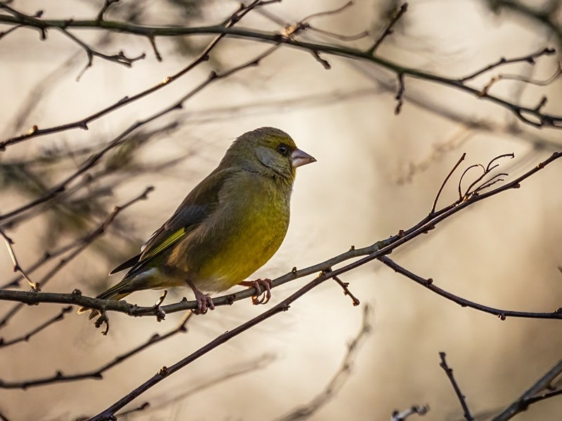 Greenfinch - Finches