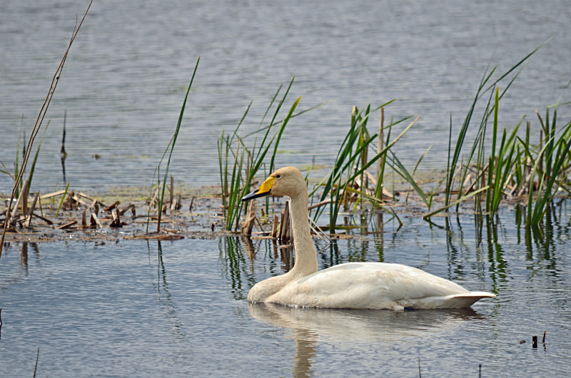 Whooper Swan - Estonia