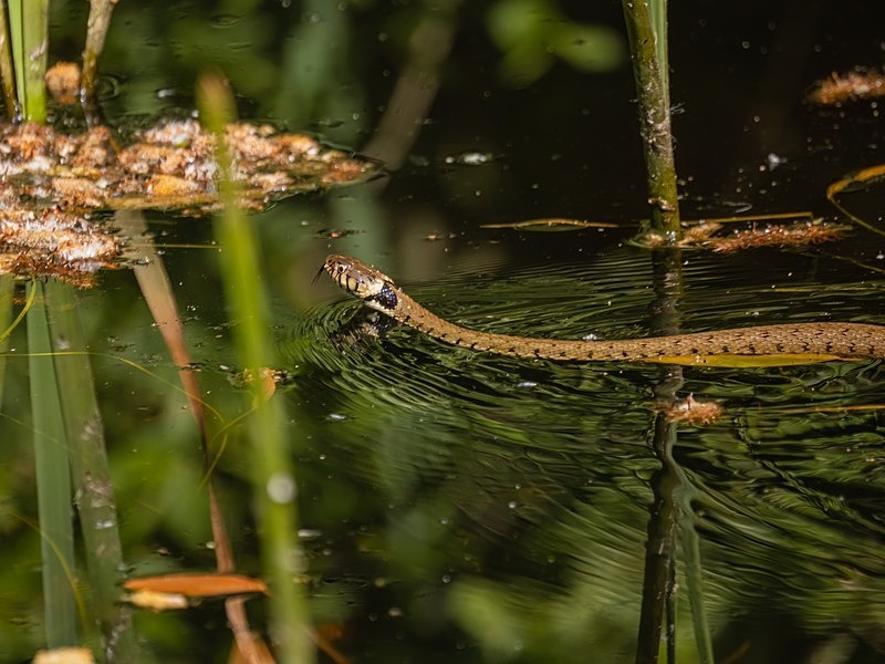 Grass Snake - Snakes